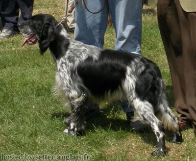 Setter Anglais EUSKITZE RUGBY Setter Anglais EUSKITZE RUGBY